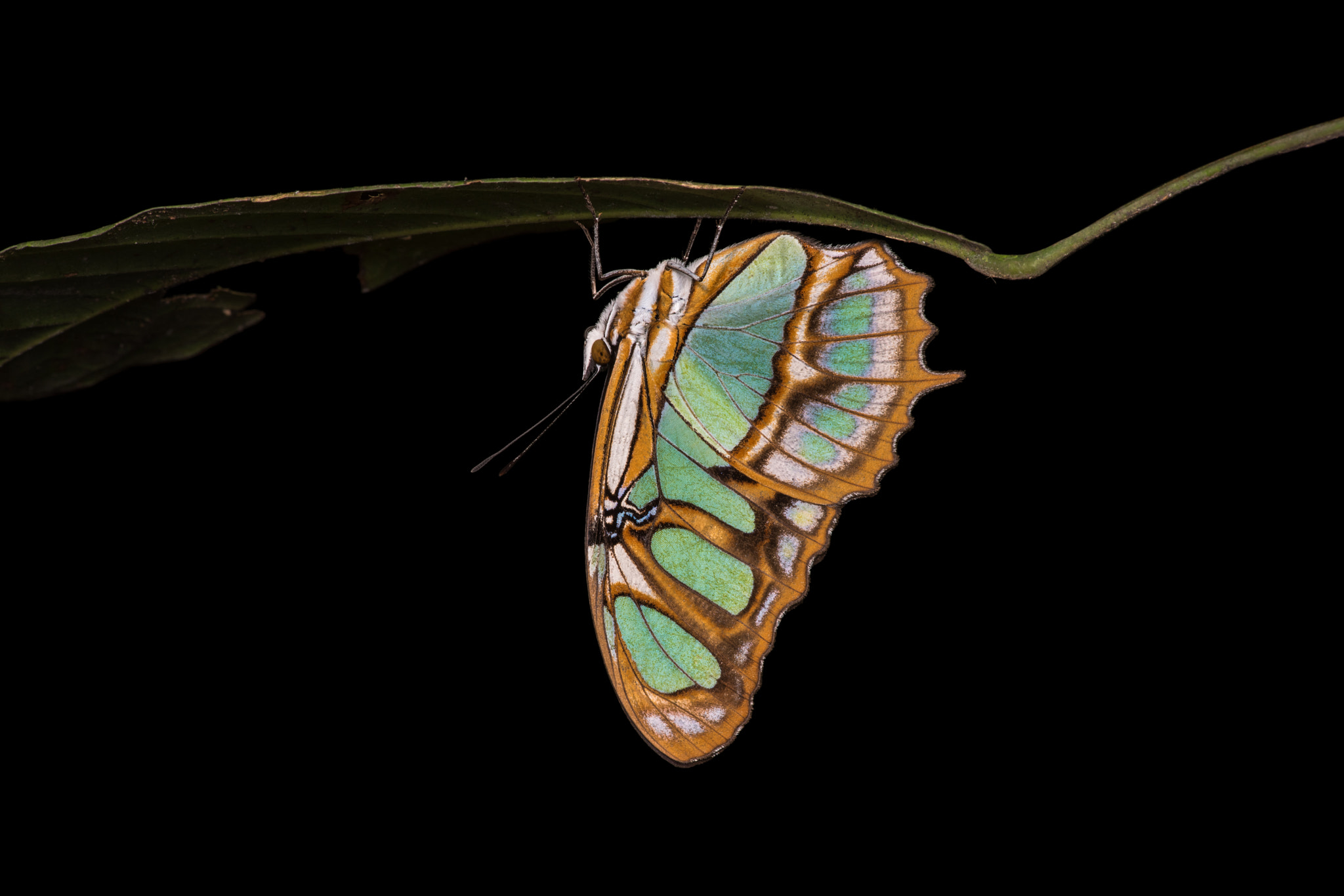 Siproeta stelenes - Malachite Butterfly