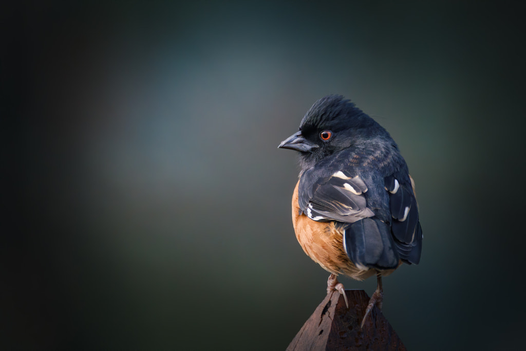 Sunrise on an Eastern Towhee by Kip Stahl on 500px.com