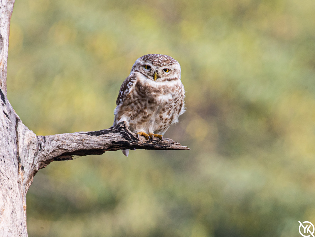 SPOTTED OWLET by Y K on 500px.com