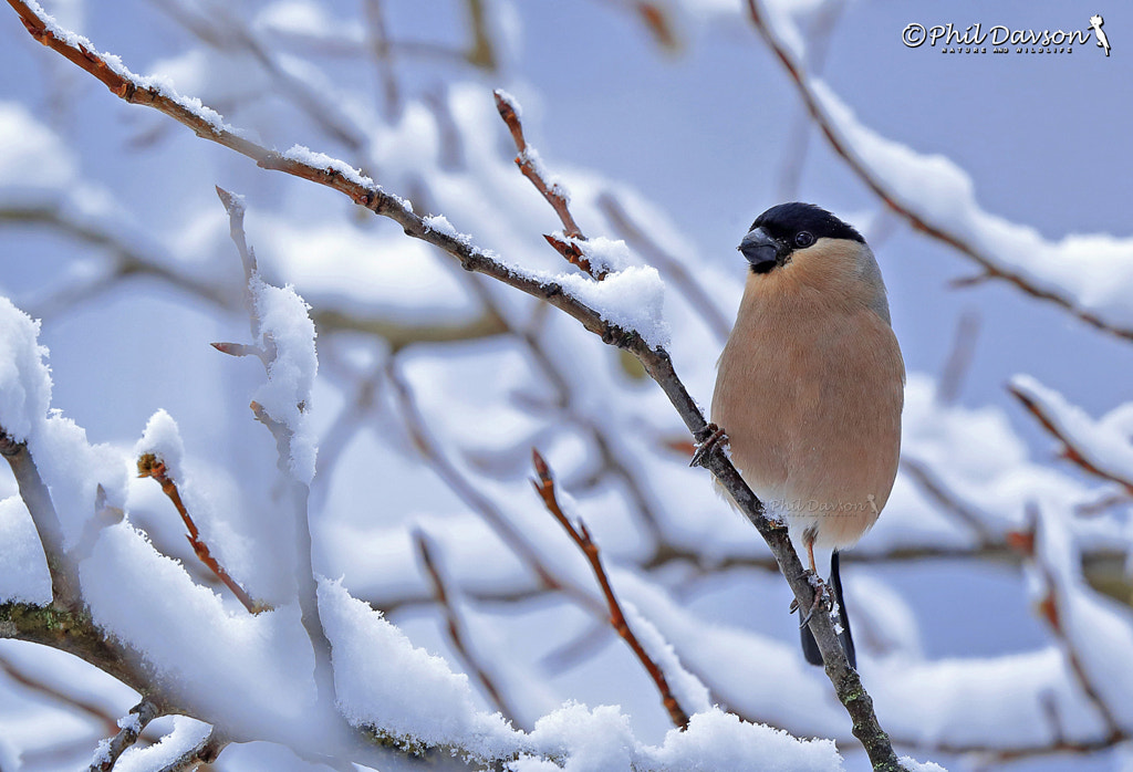 Weiblich Gimpel im Schnee by Phil Davson on 500px.com