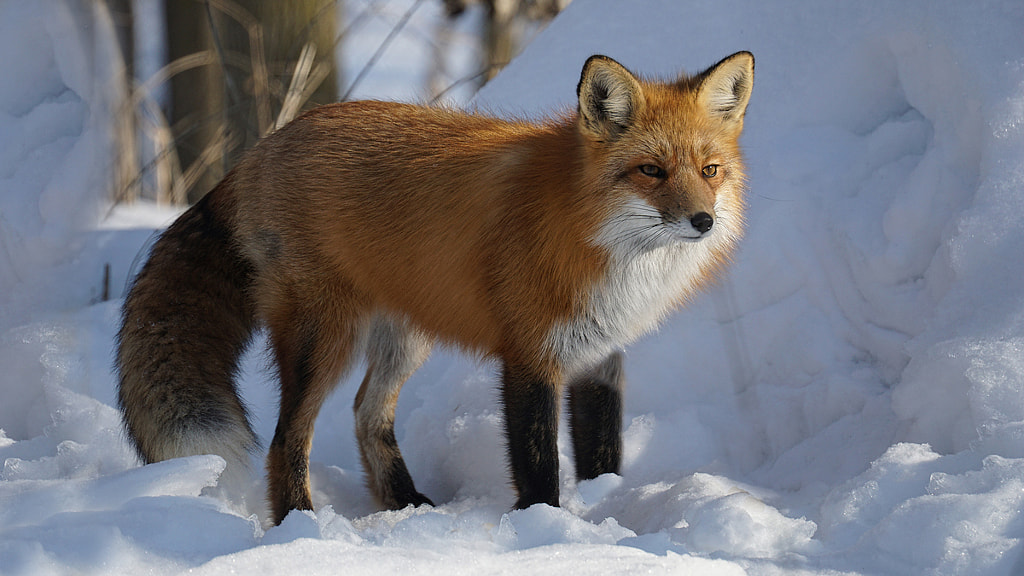 Red Fox by Irene  on 500px.com