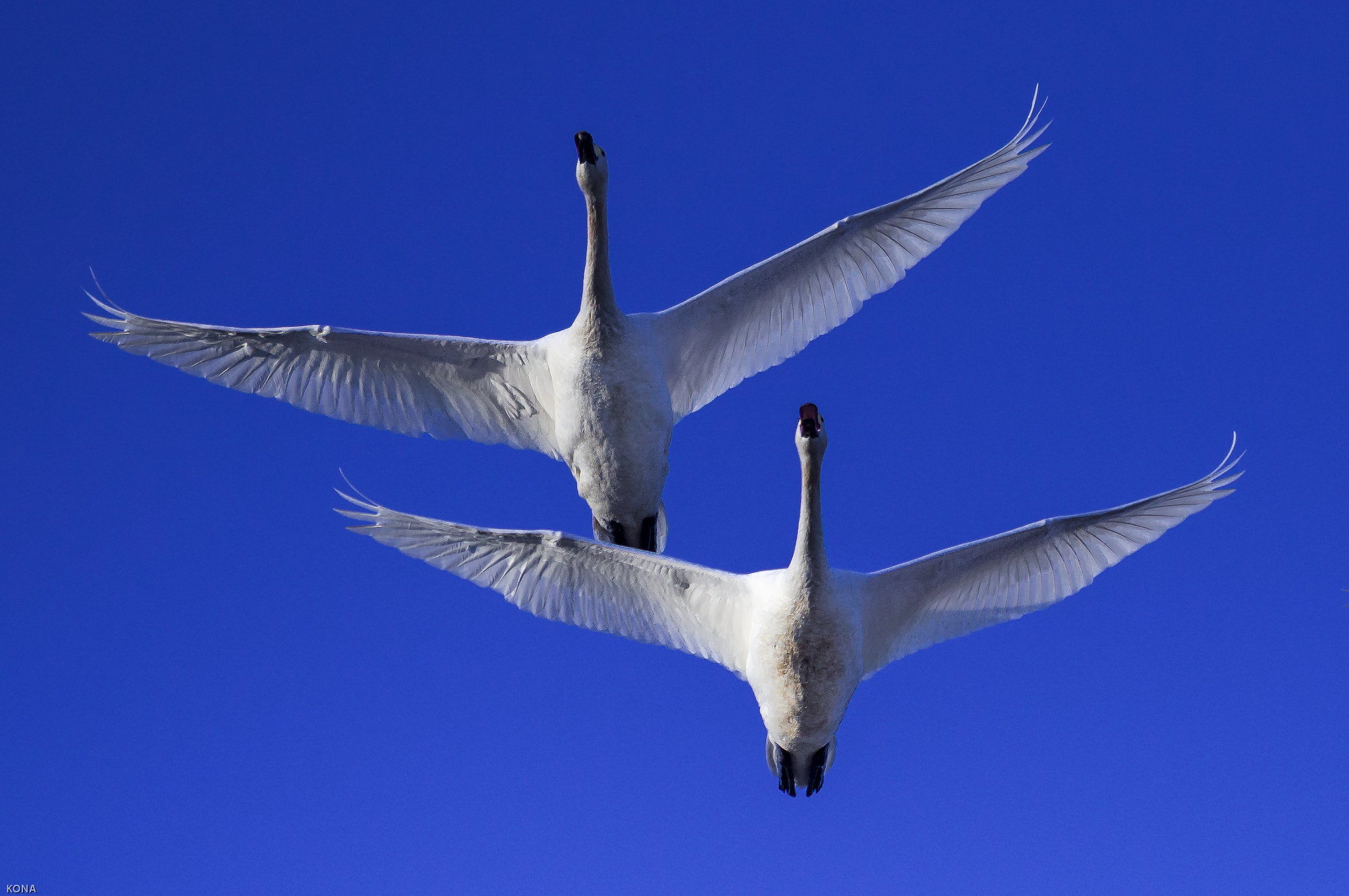 Nikon AF-S Nikkor 400mm F2.8G ED VR II sample photo. Swans photography