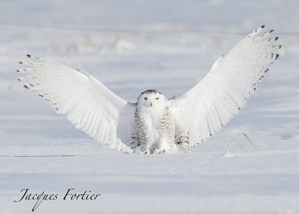 SNOWY OWL by jacques fortier on 500px.com