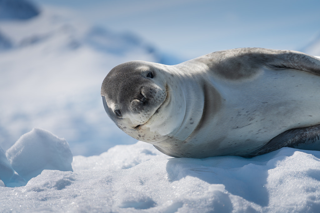 Oh, hey! by Nick Thompson on 500px.com