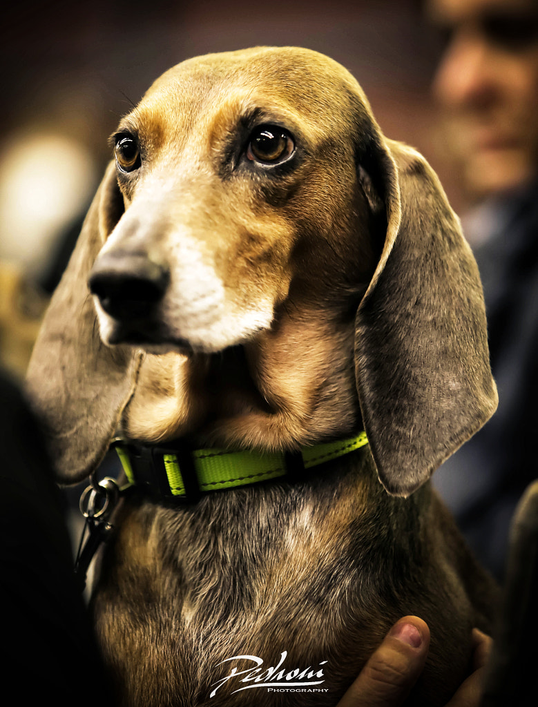 Italian Hound by Roberto Pedroni on 500px.com