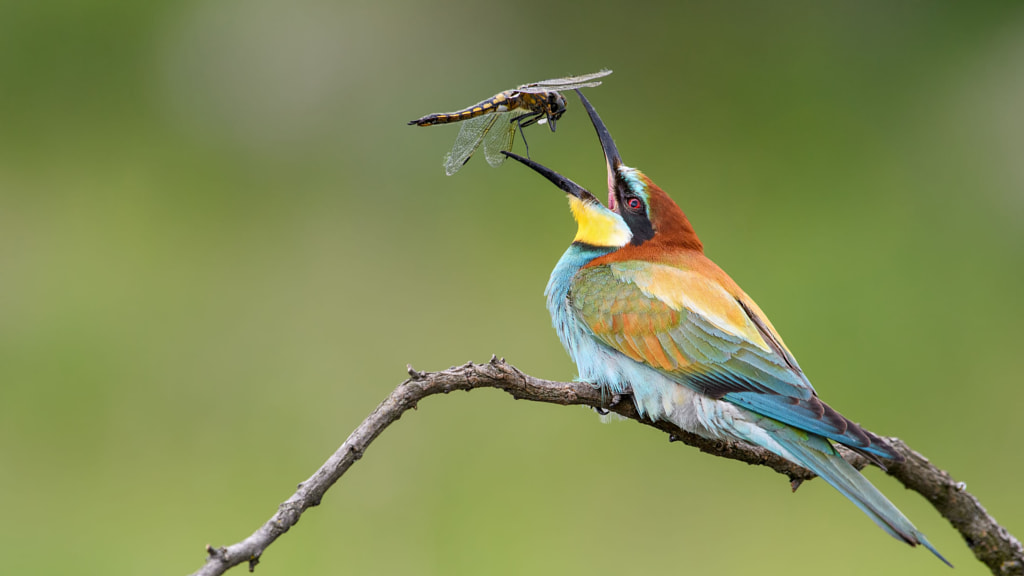 European Bee-eater by Vitalii Otroshko on 500px.com
