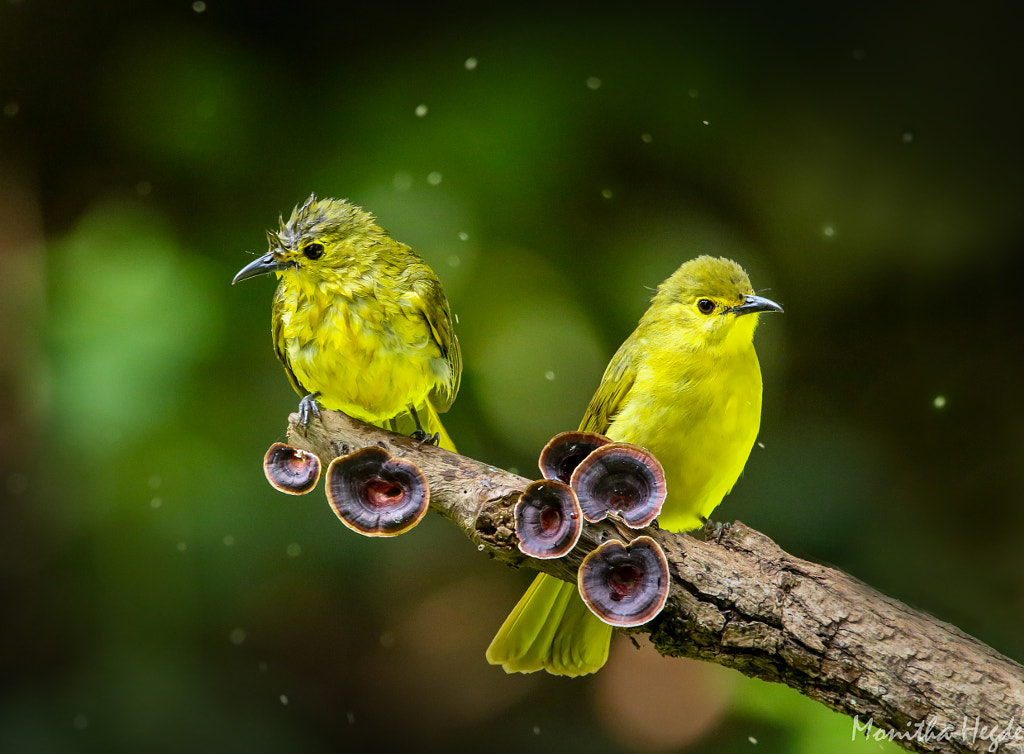 Yellow-browed bulbul by Monitha Hegde on 500px.com