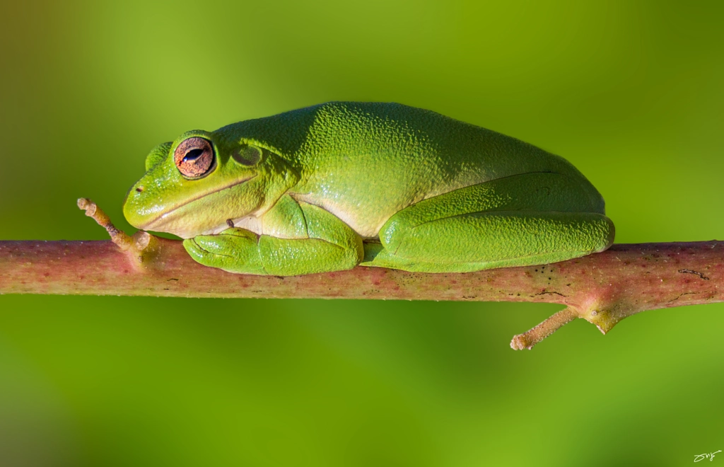 Tree Frog by Kyaw Tun on 500px.com