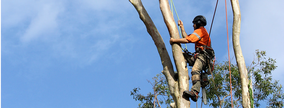 Tree removal Ipswich