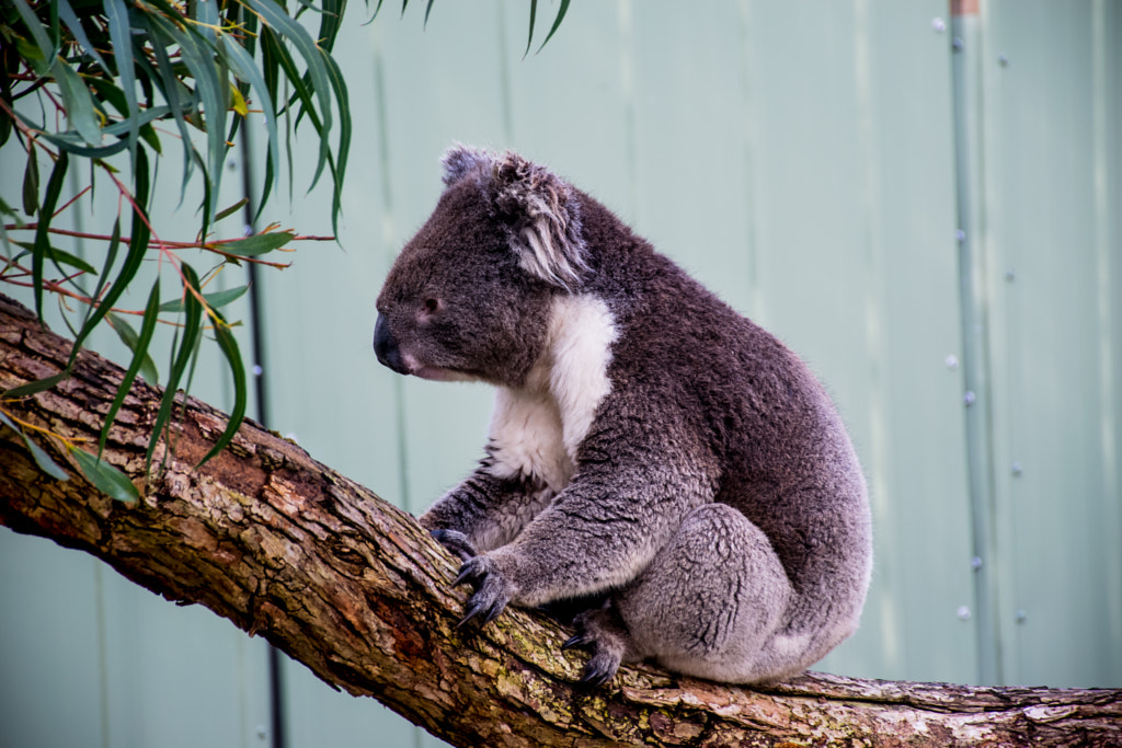 The Koala Bear by L's  on 500px.com