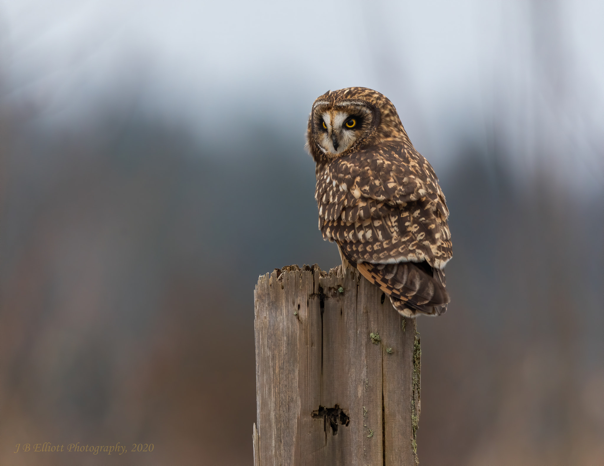 Short-eared Owl on a Stump