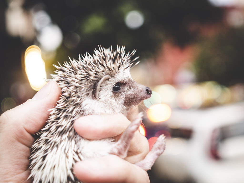 Cute and prickly. by Pablo Reinsch on 500px.com