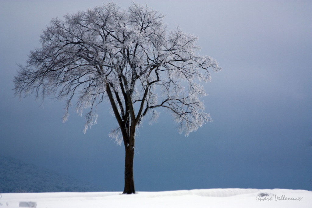 Arbre du frimas by Andre Villeneuve on 500px.com