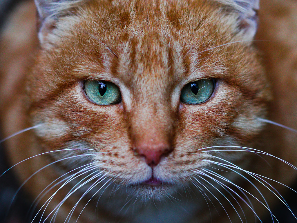 Garfield by George Ako on 500px.com