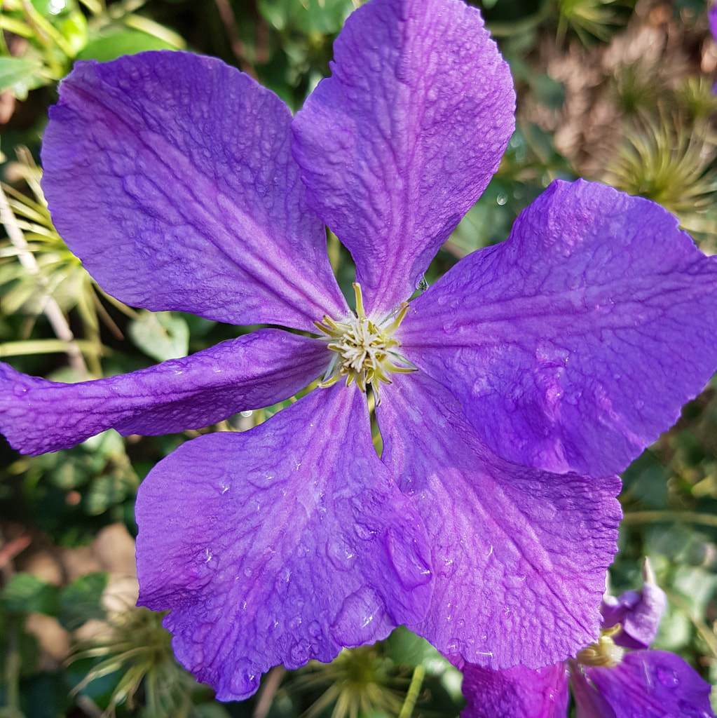 Purple Clematis by Elizabeth Fitzgerald on 500px.com