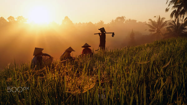 Bali Pupuan Rice Farmers at Work by Frank Daske on 500px.com