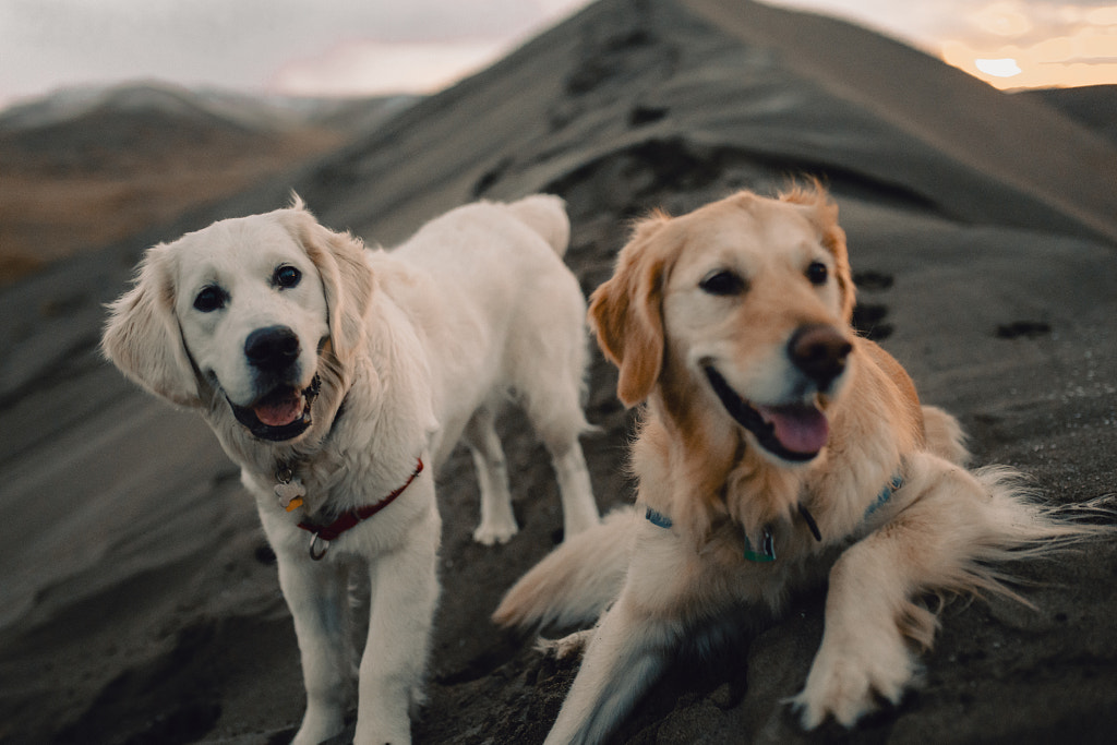 chiens au sommet par Sam Brockway sur 500px.com