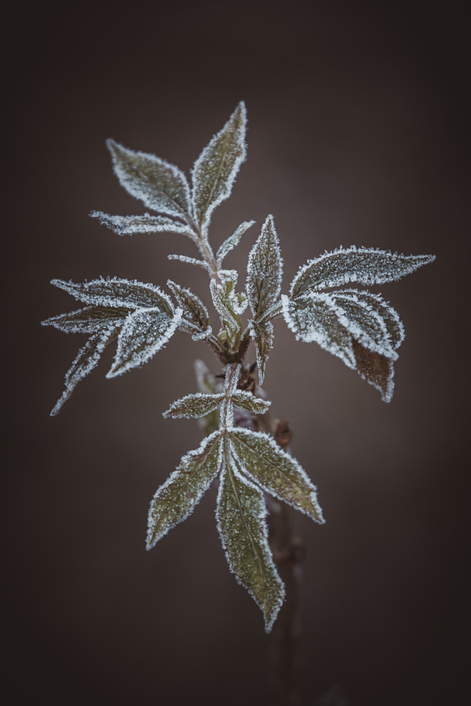 Hoarfrost by Marc Braner on 500px.com