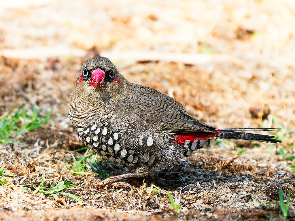Red-eared Firetail by Paul Amyes on 500px.com