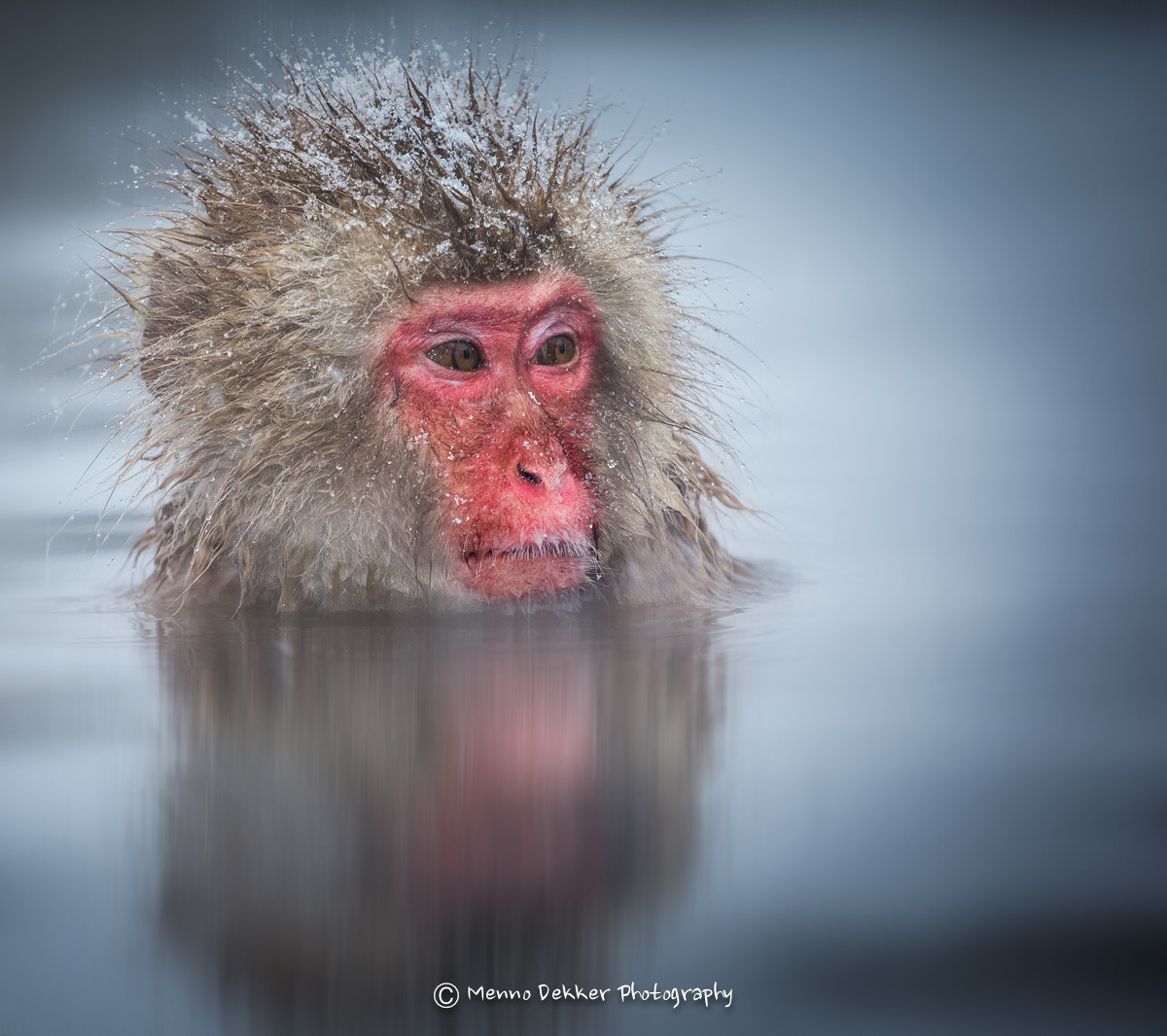 Portrait of a snow monkey by Menno Dekker / 500px