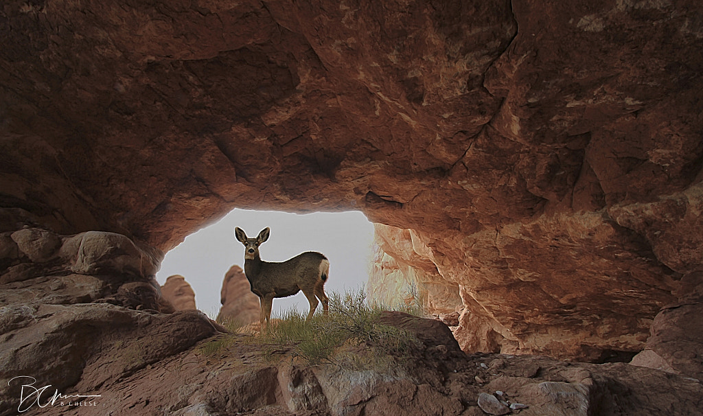 Southern Utah Mule Deer by Brad Cheese on 500px.com