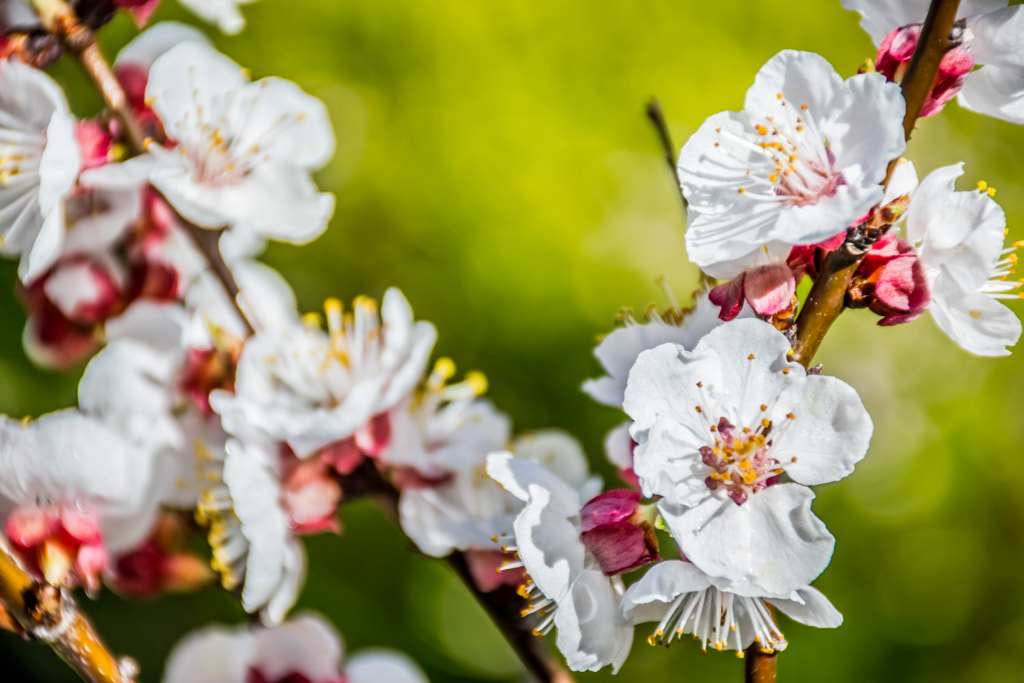 The Blossoms by L's  on 500px.com