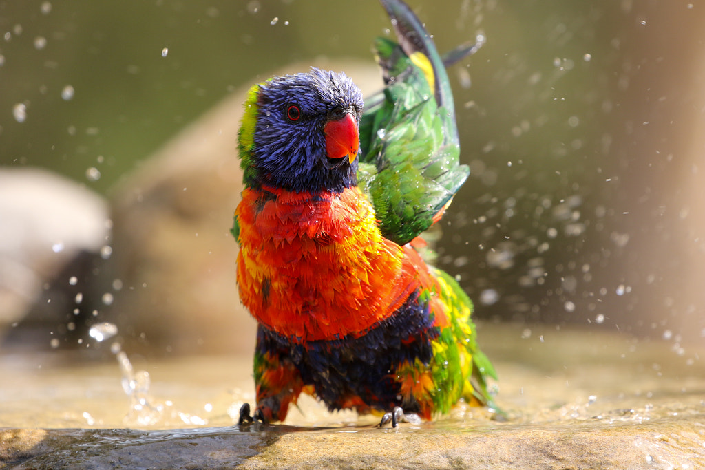 Rainbow lorikeet shaking wings after bathing by Kseniya Murach on 500px.com