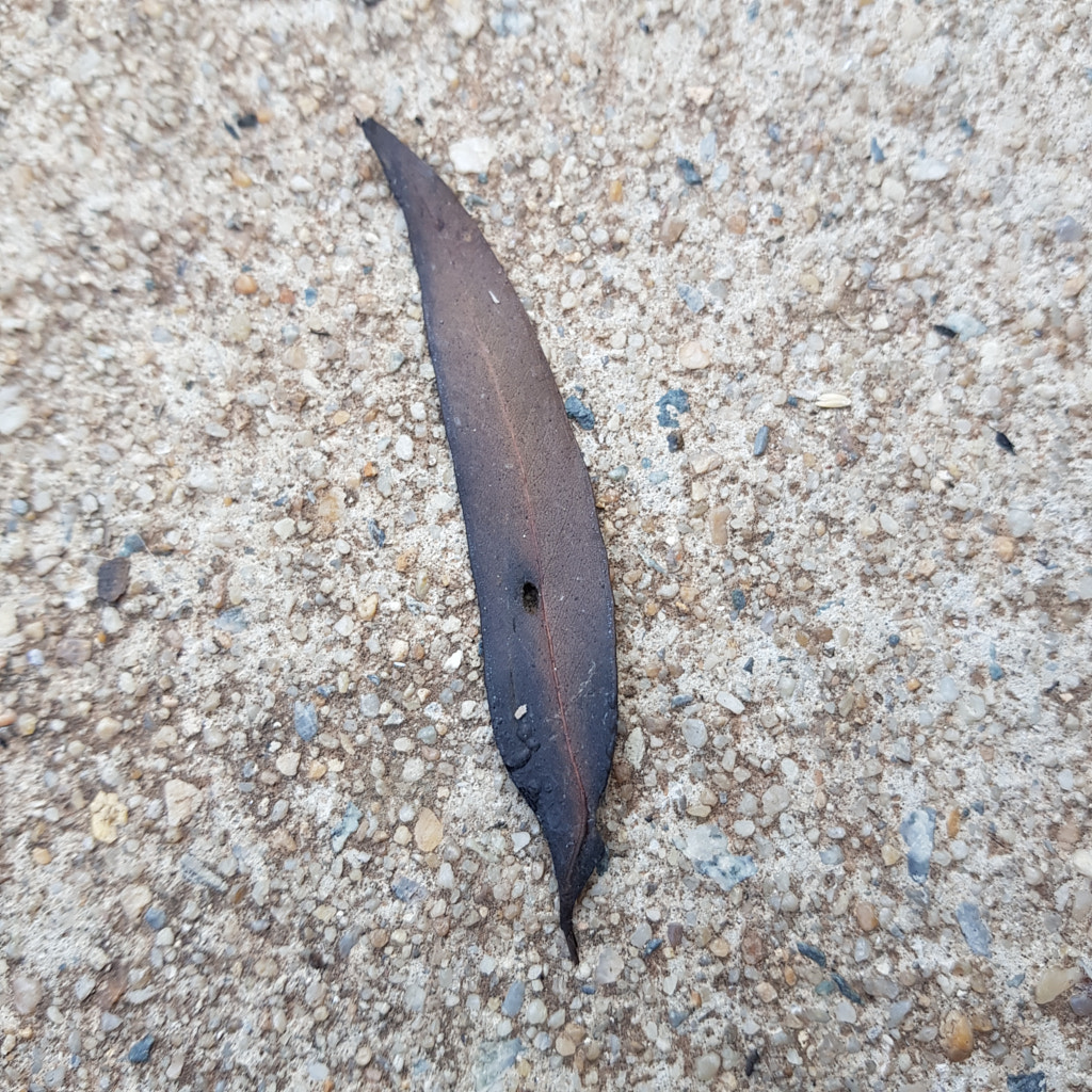 Singed Eucalyptus Leaf by Elizabeth Fitzgerald on 500px.com