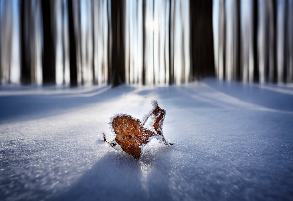 Untitled by 光影新手  on 500px.com