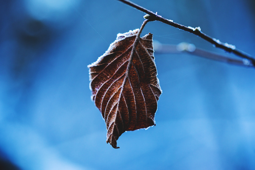 Winter 2020 by Matteo Ervini on 500px.com