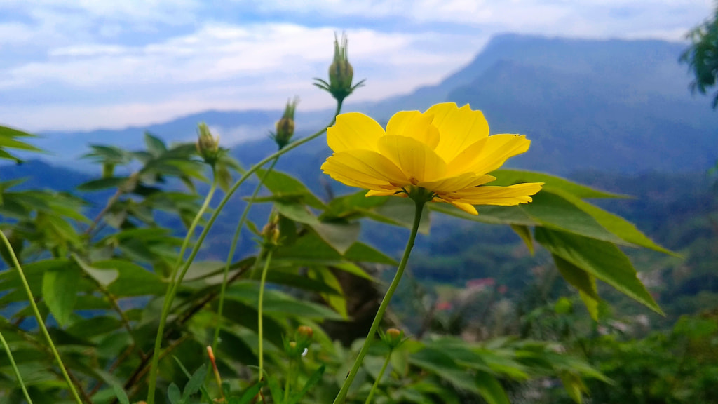 original flower  by Muhamad Khotim Munir on 500px.com