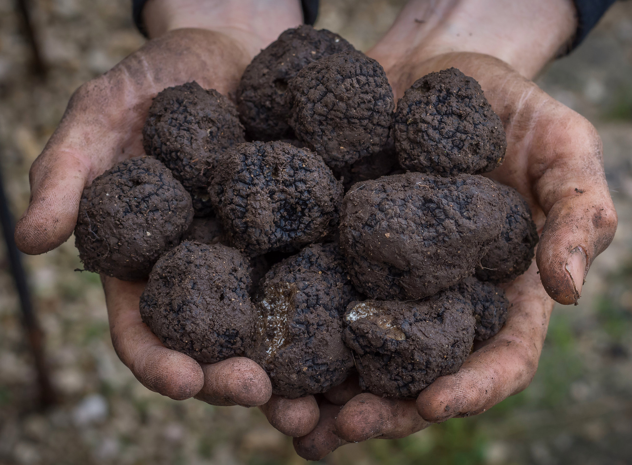 Truffes de Bourgogne