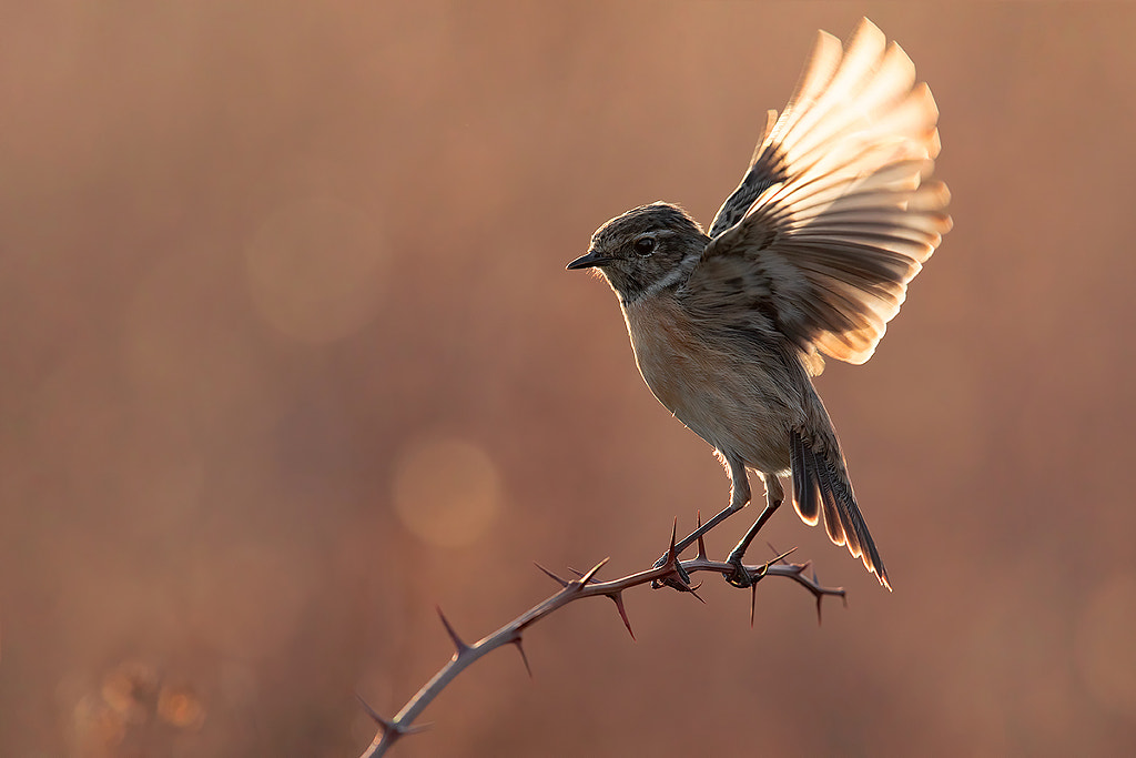 Stonechat Backlight by Lorenzo Magnolfi on 500px.com