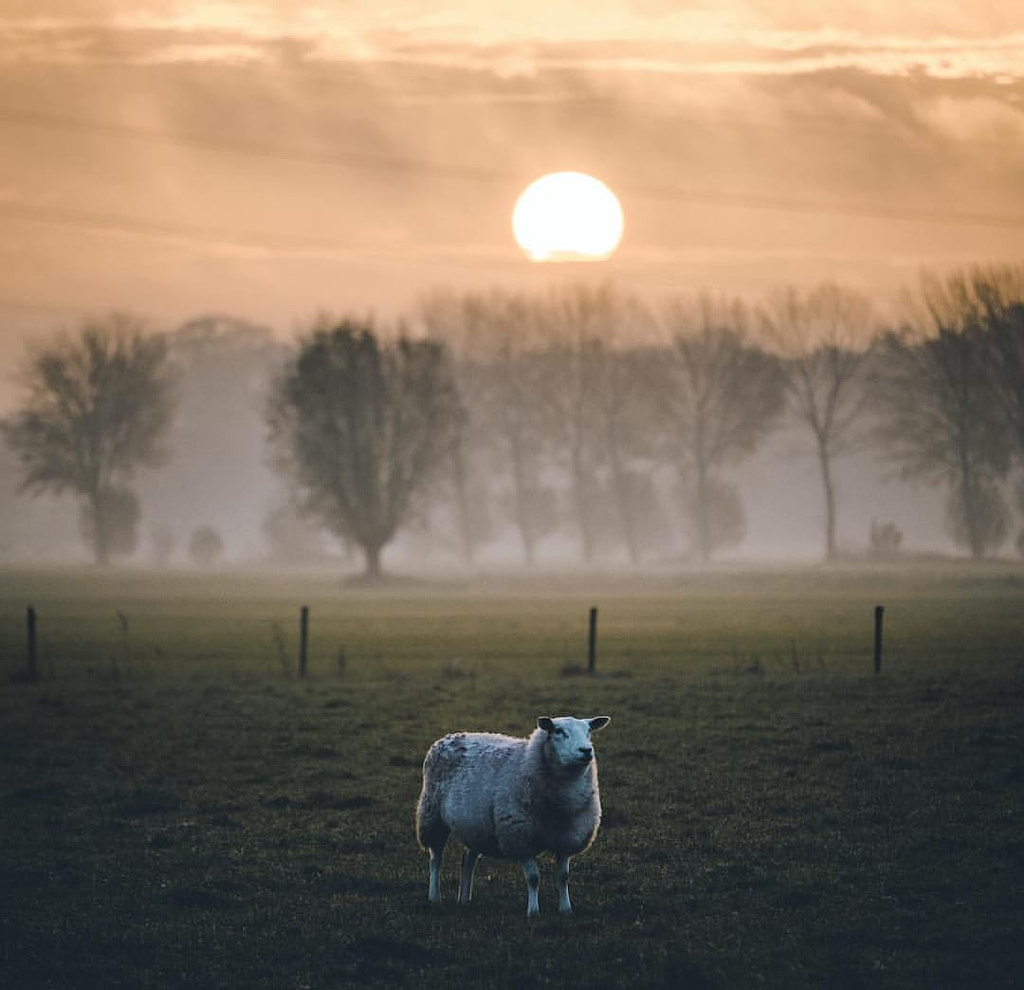 🐑 by Jessica Adan on 500px.com