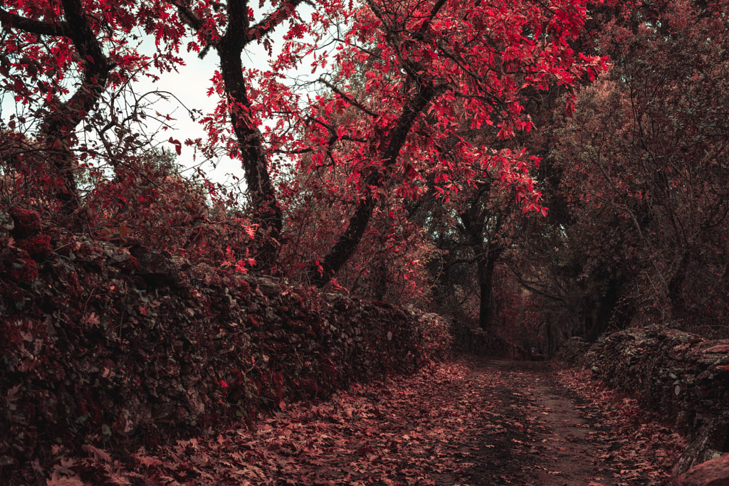 Camino al rojo by Miguel A. Perez on 500px.com