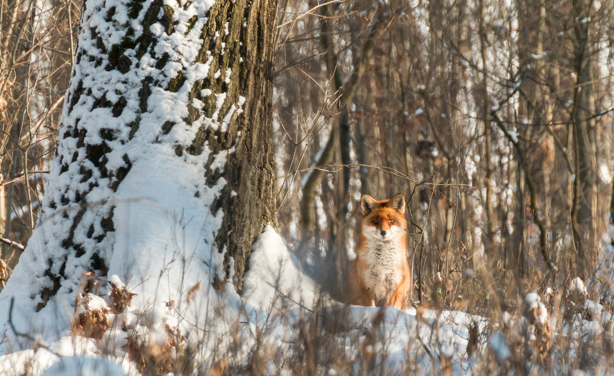 Winter Fuchs