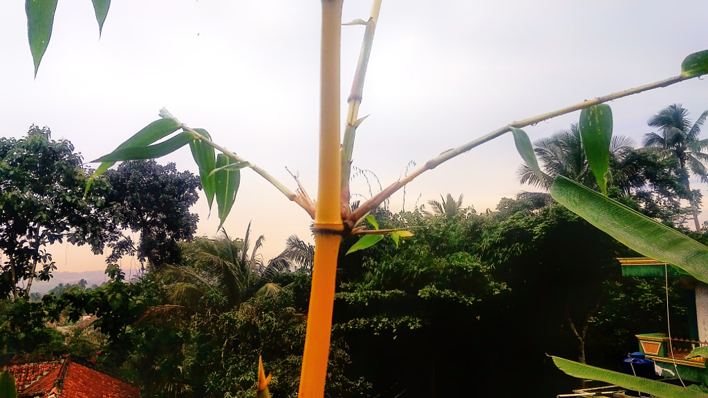 Yellow bamboo by Muhamad Khotim Munir on 500px.com