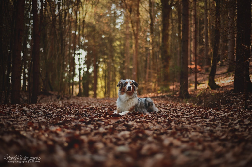 The winter that feels like autumn by Ilse Karner on 500px.com