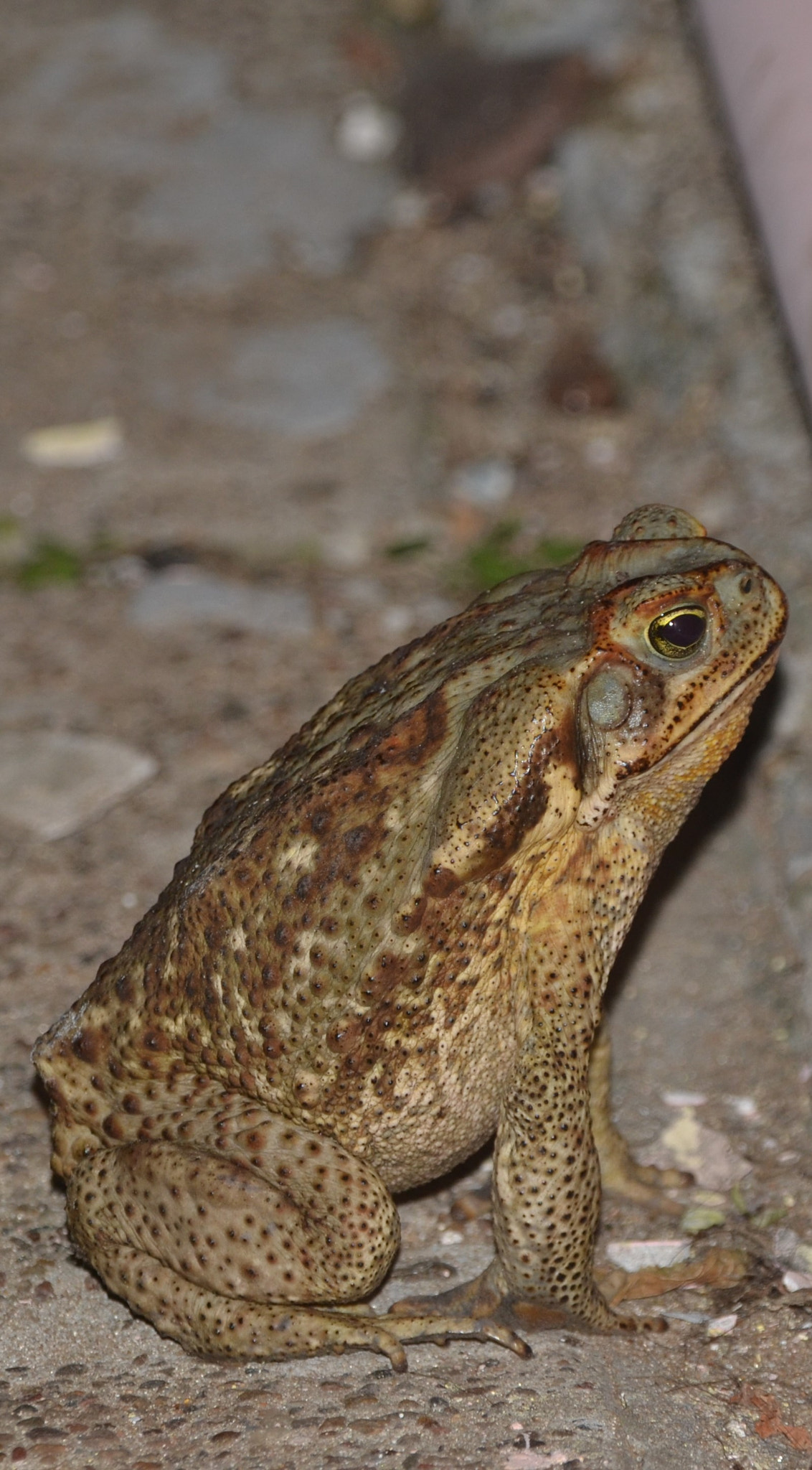 Sapo sin filtros, bufonidae