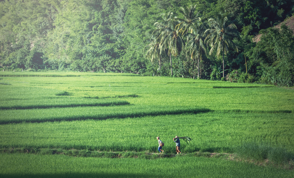 Image of beautiful rice field by Sasin Tipchai on 500px.com