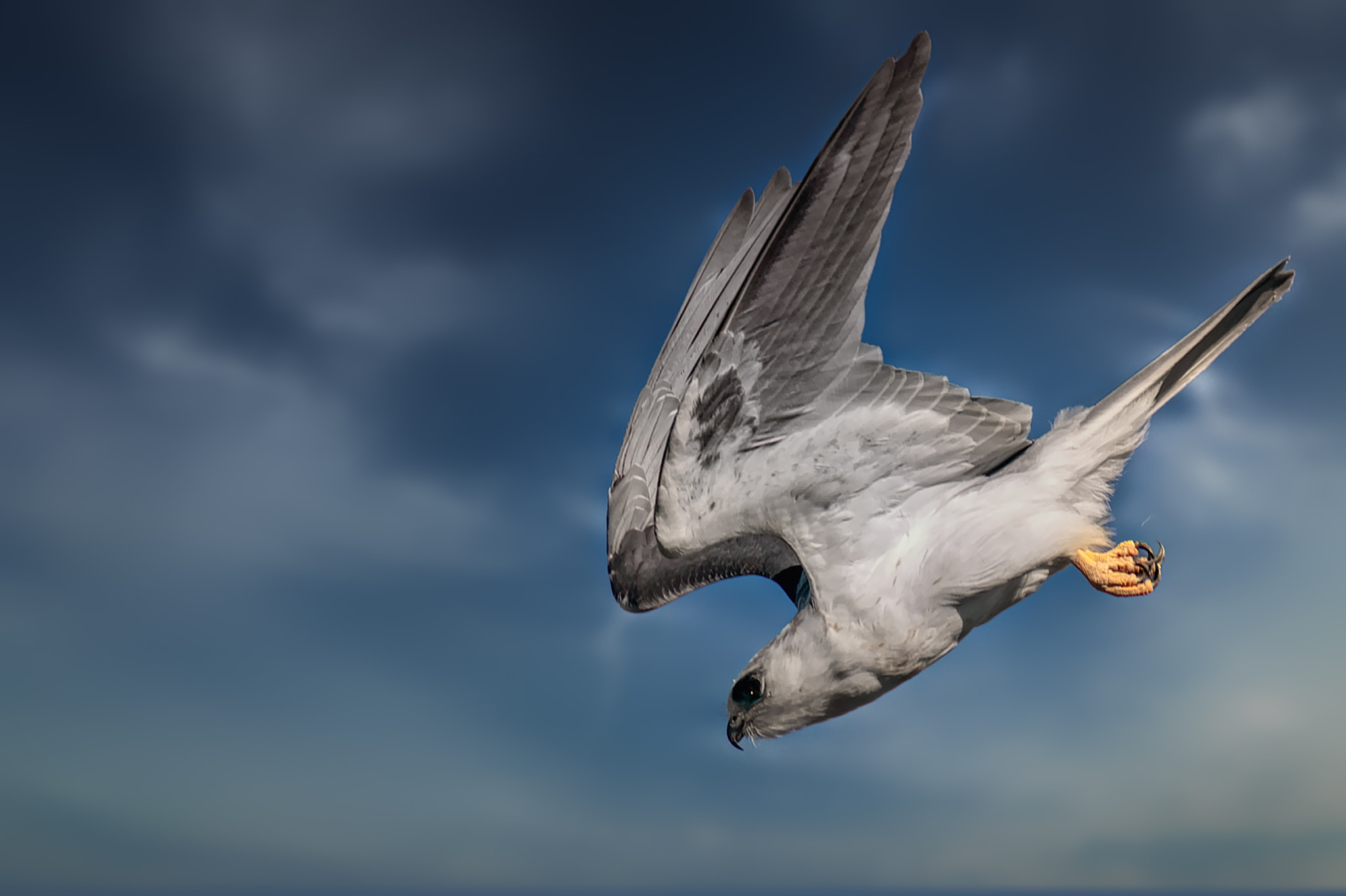 The Skydiver (white-tailed kite)