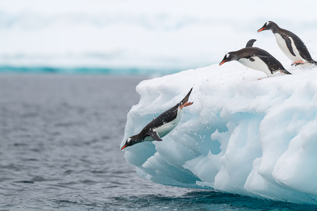 Jumping Gentoos Adorable Penguin Facts, Cute Animal Facts That Will Blow Your Mind