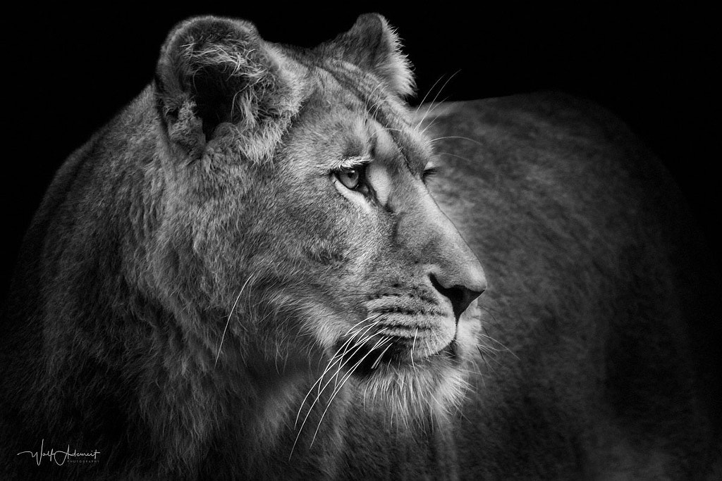 lioness profile by Wolf Ademeit / 500px