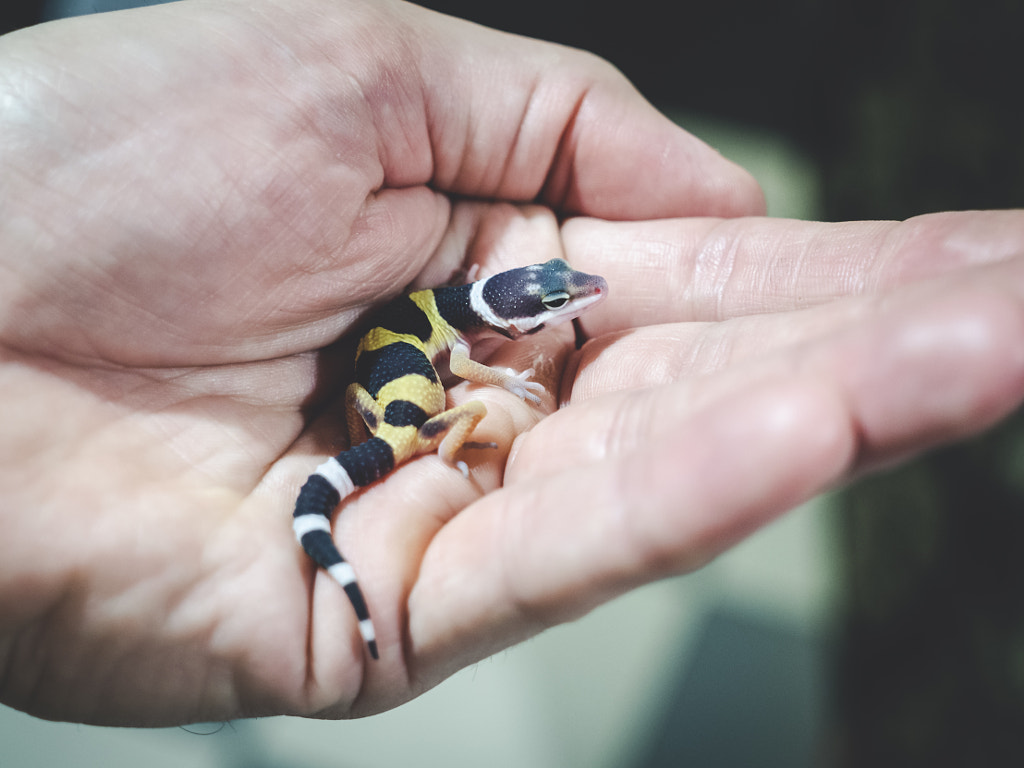 New born Gecko. by Pablo Reinsch on 500px.com