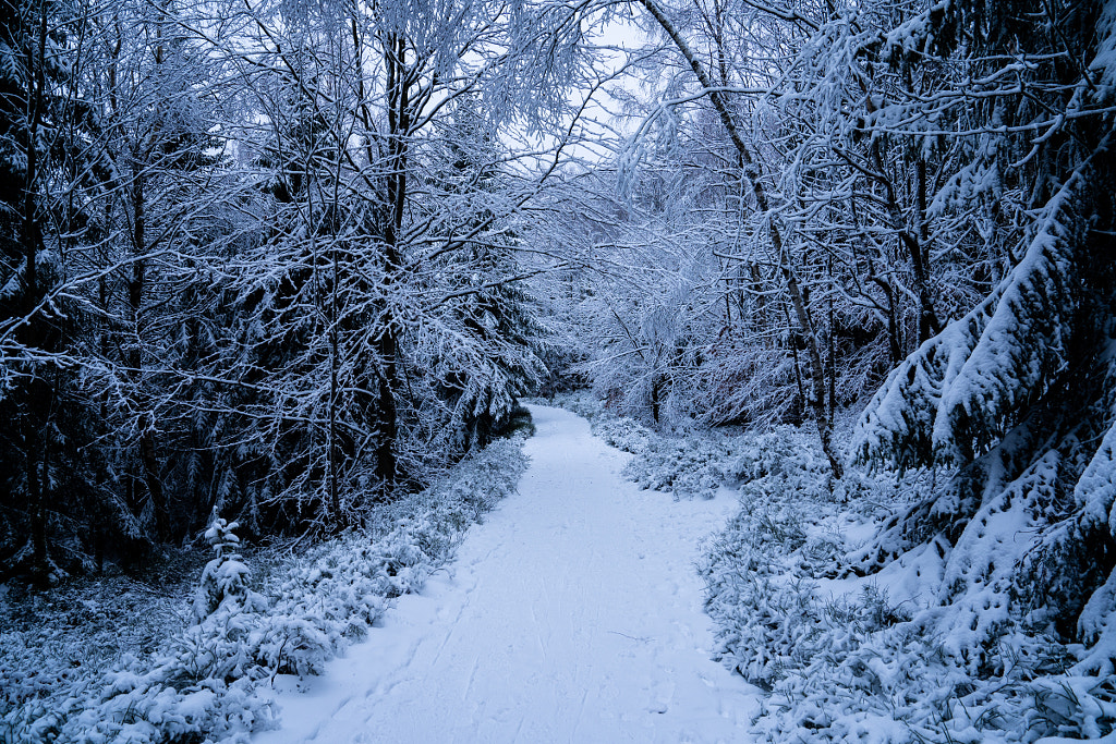 Winter Walk by Peter Podolinsky on 500px.com