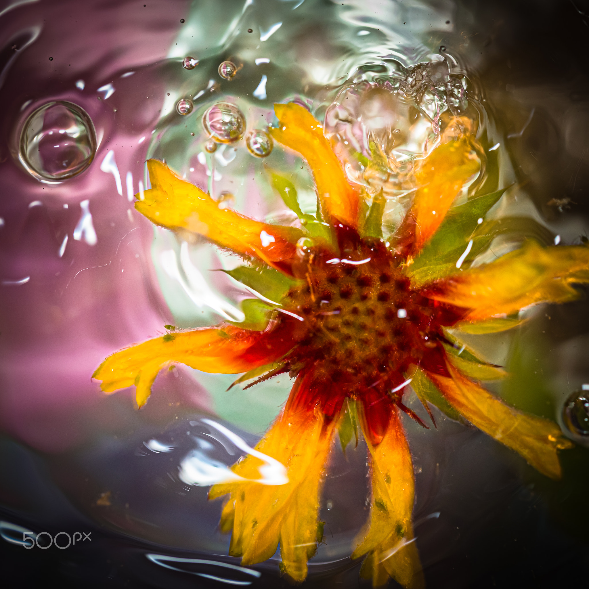 yellow flower with water bubbles