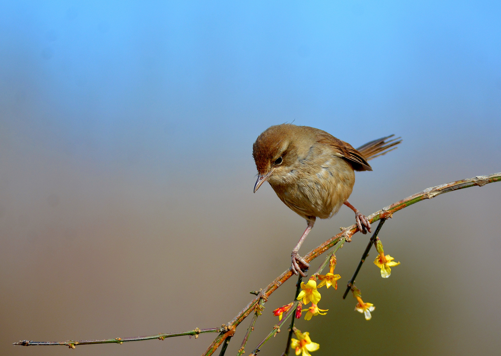 Far tree warbler