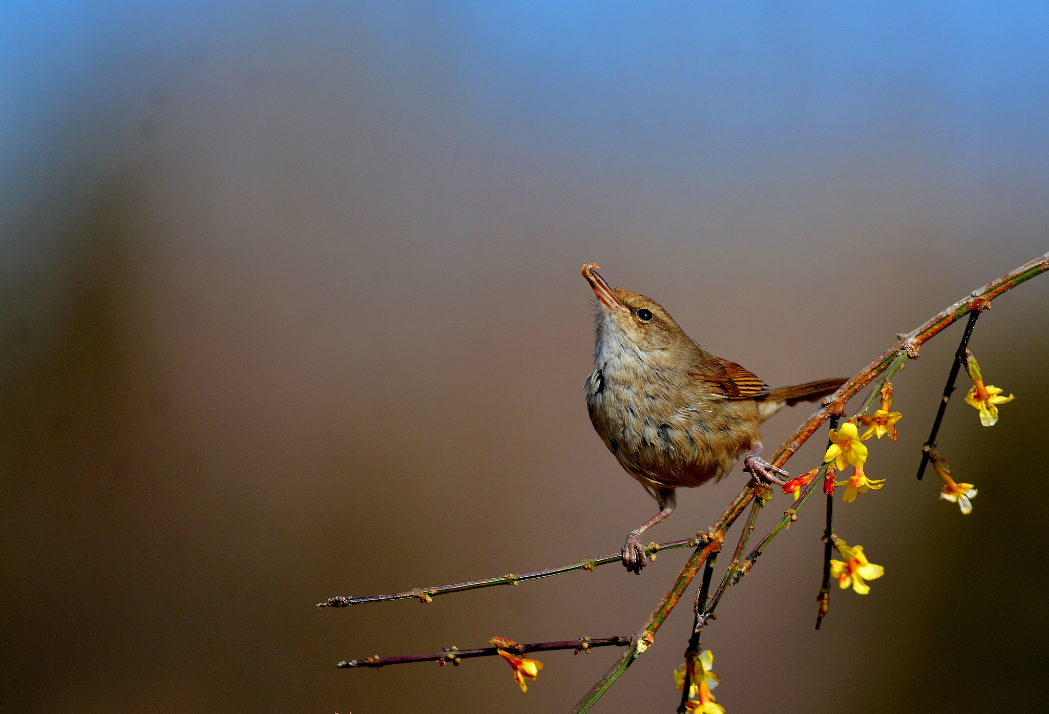 Far tree warbler