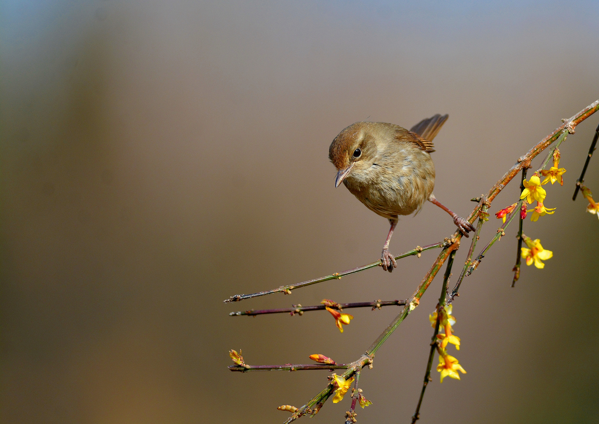 Far tree warbler