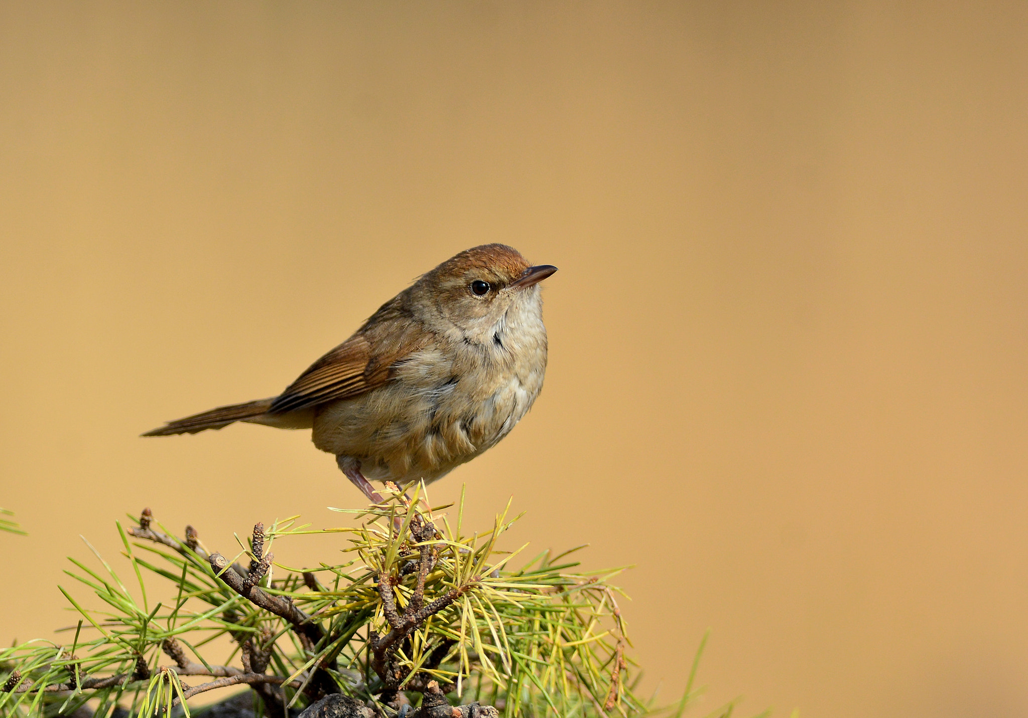 Far tree warbler